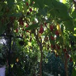 GÉLULES de Mangoustan 300 mg