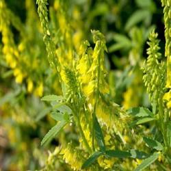 GÉLULES de Mélilot des champs 210 mg