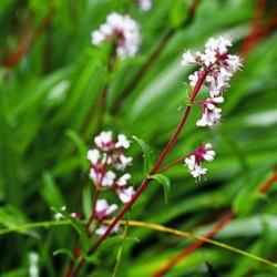 Nard de l himalaya 2