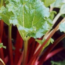 Rhubarbe2 2