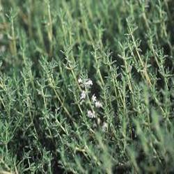 HUILE ESSENTIELLE de Thym à thujanol BIO